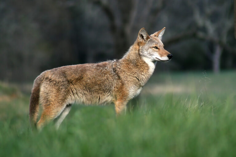 coyote (featured image)