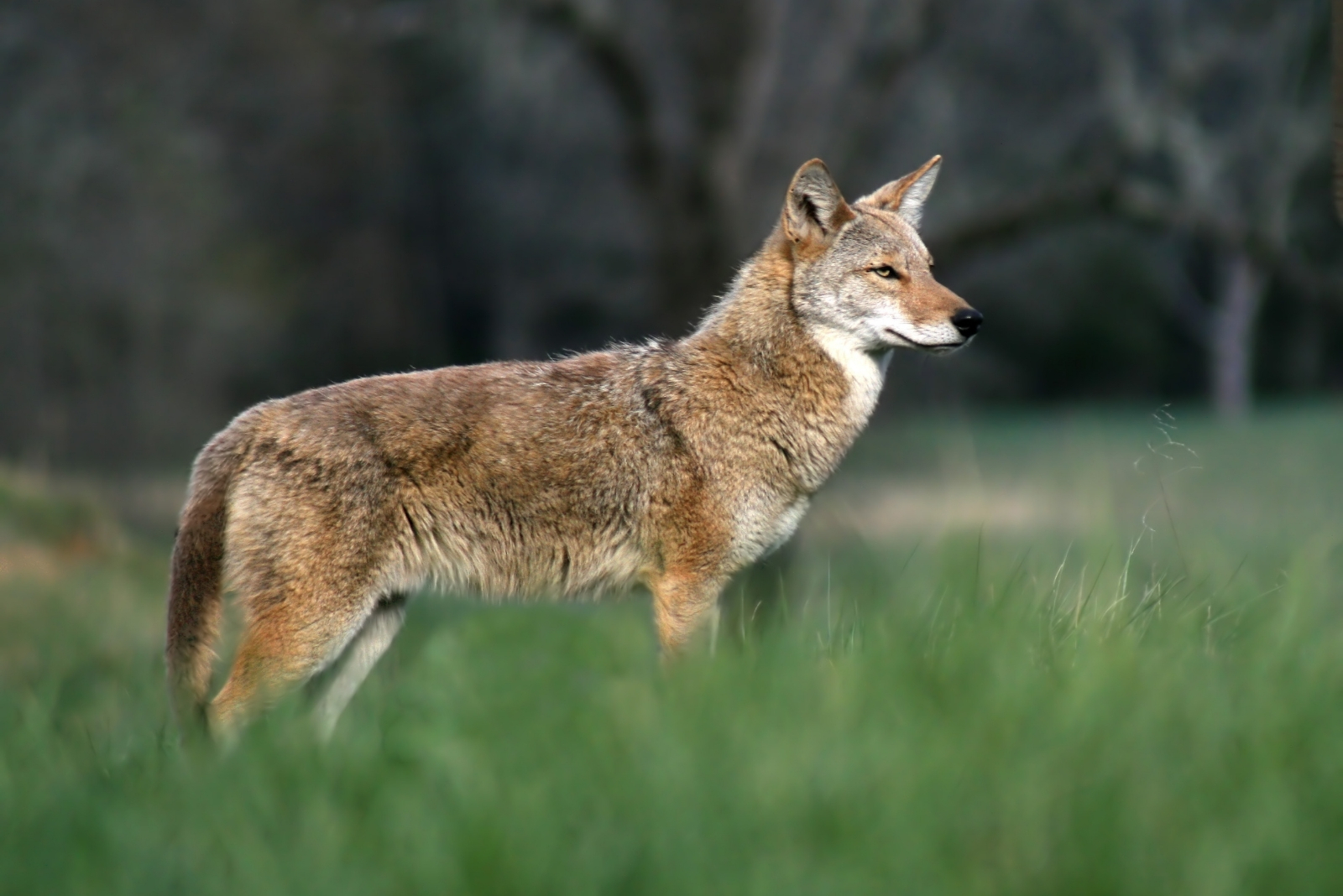 How To Handle A Coyote In Your Tennessee Yard (And 3 Mistakes To Avoid)