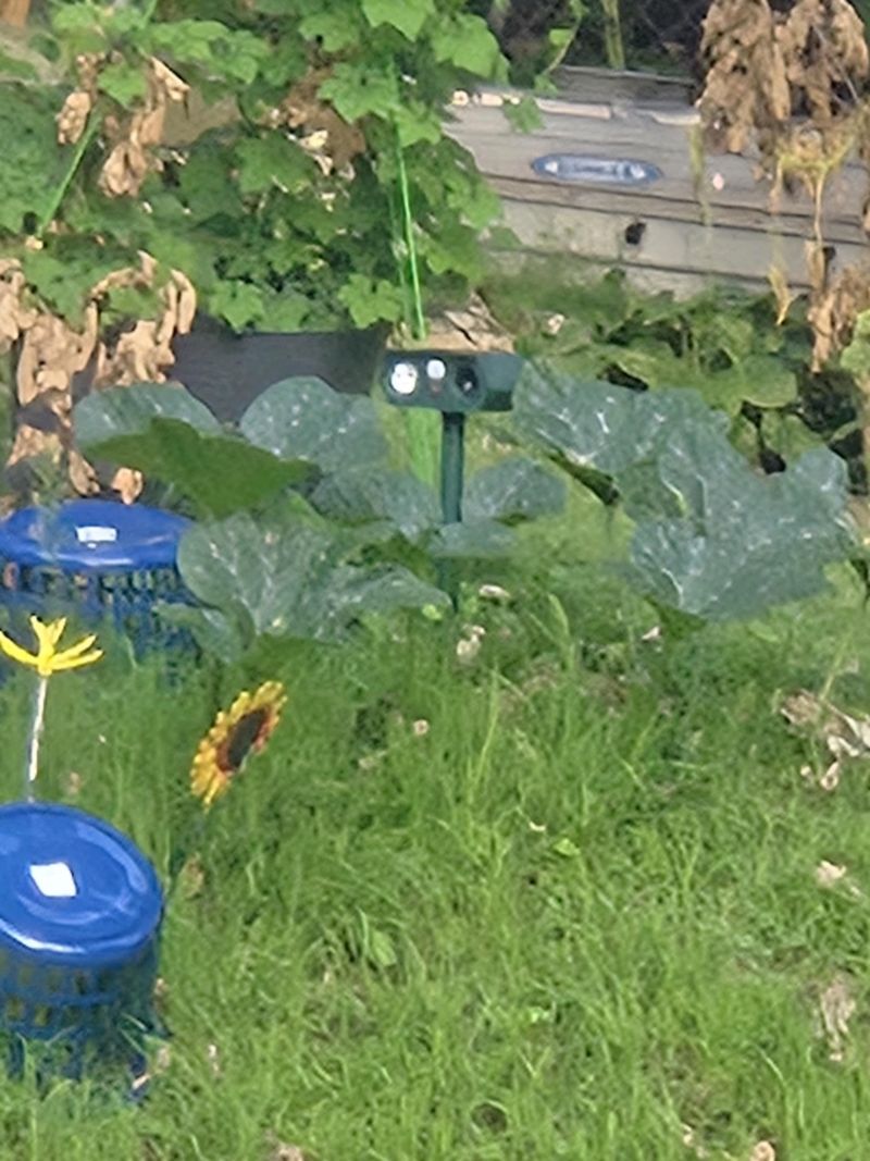 Install Motion-Activated Sprinklers