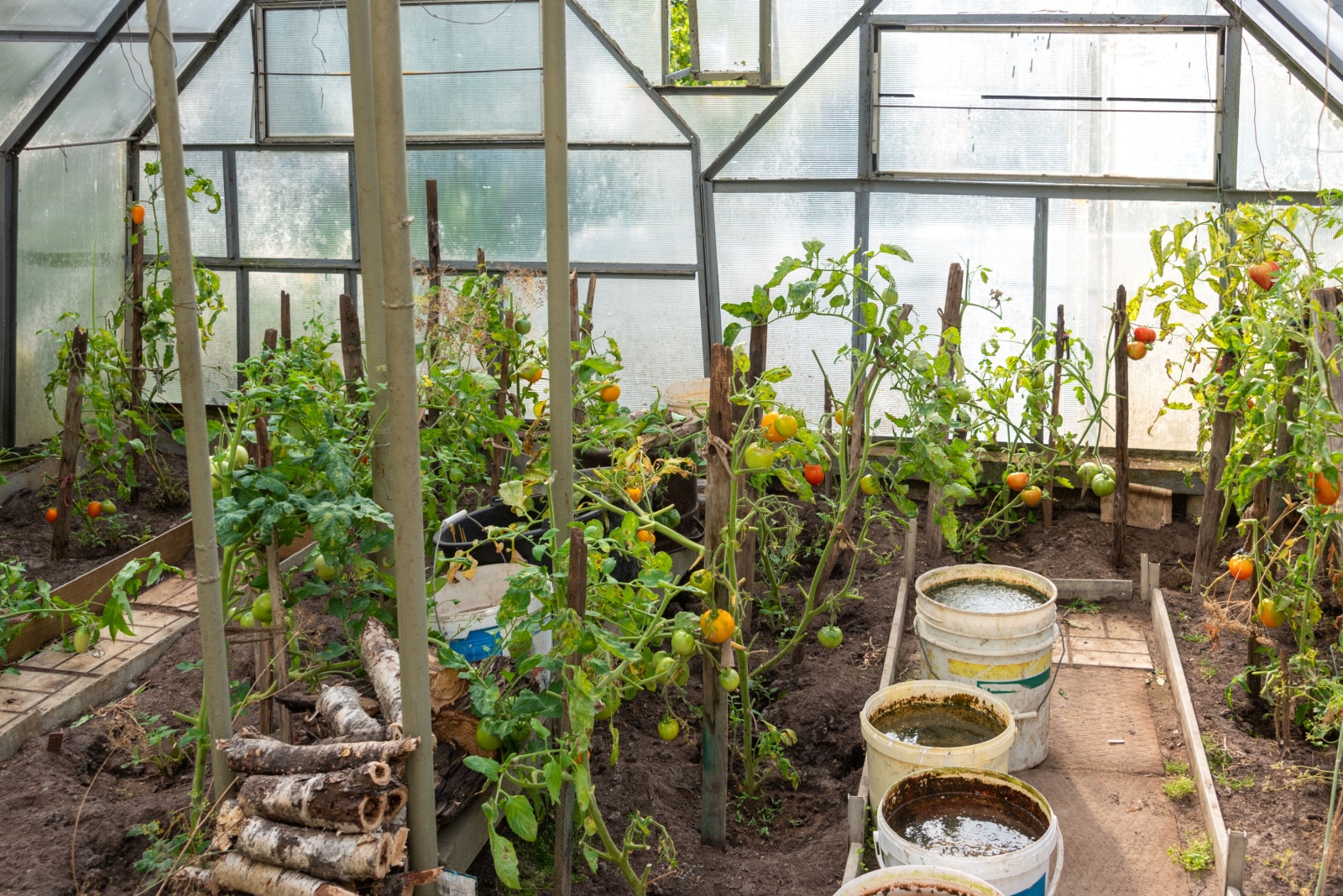greenhouse inside