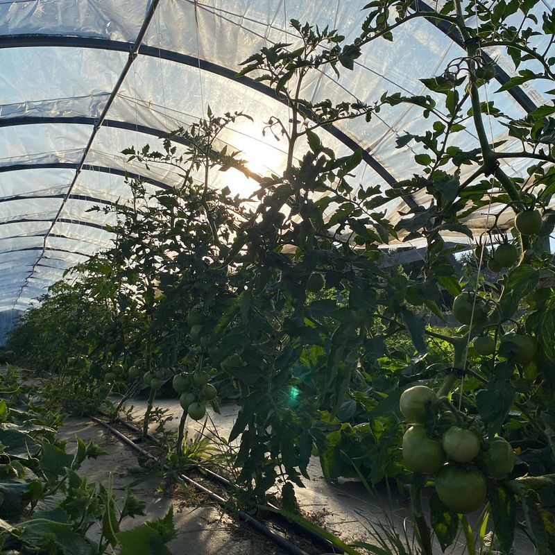 Choose Climate-Appropriate Coverings