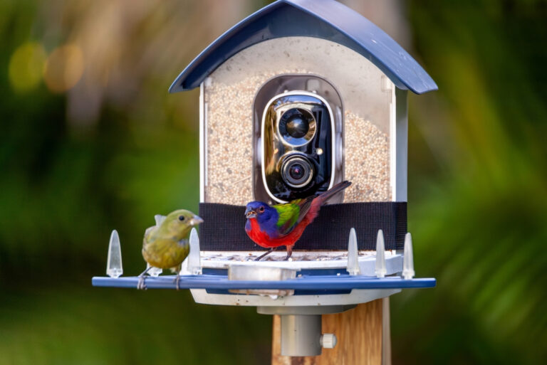 Colorful pair of male and female painted buntings, Passerina ciris, on a bird camera feeder in a garden (featured image)