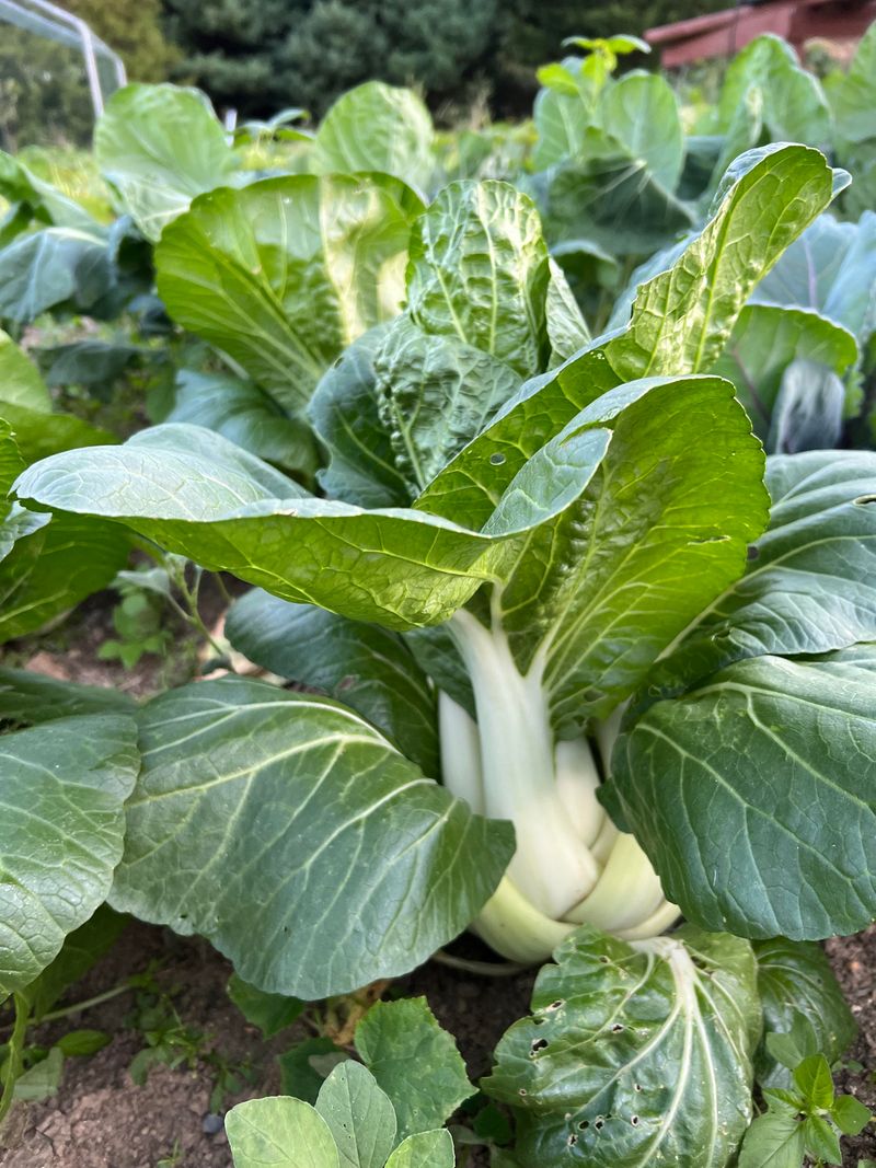 Plant Fall Vegetables