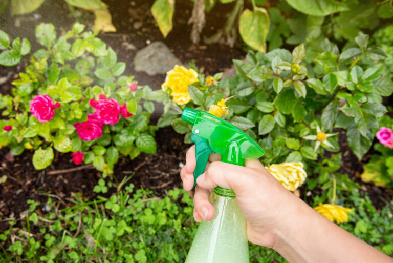 Close up view of person using homemade insecticidal insect spray in home garden to protect roses from insects (featured image)