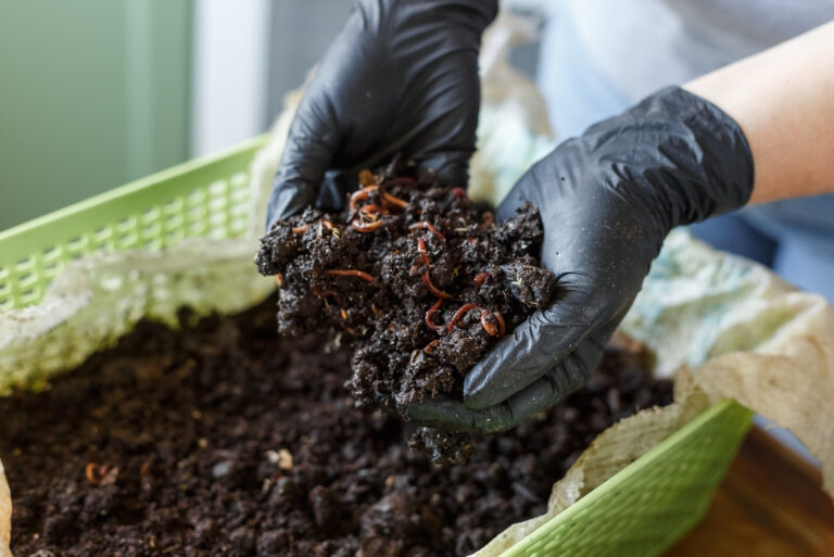 Vermicomposting or Homemade Worm Composting (featured image)