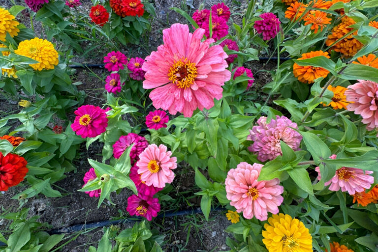 Zinnia (featured image)