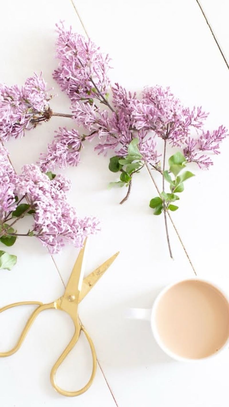 Cut Lilacs At The Perfect Moment