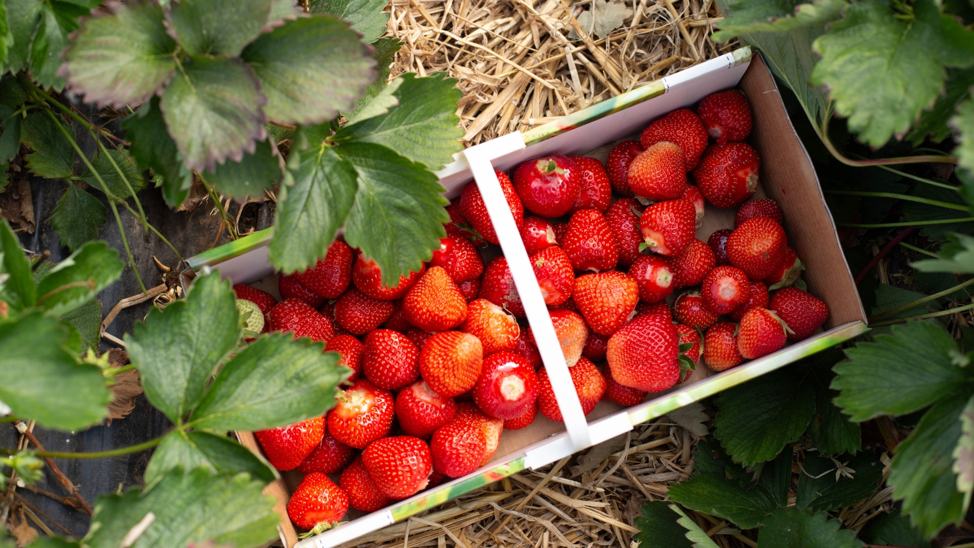How To Protect Soft Fruits From Birds, Pests, And Other Wildlife In Michigan