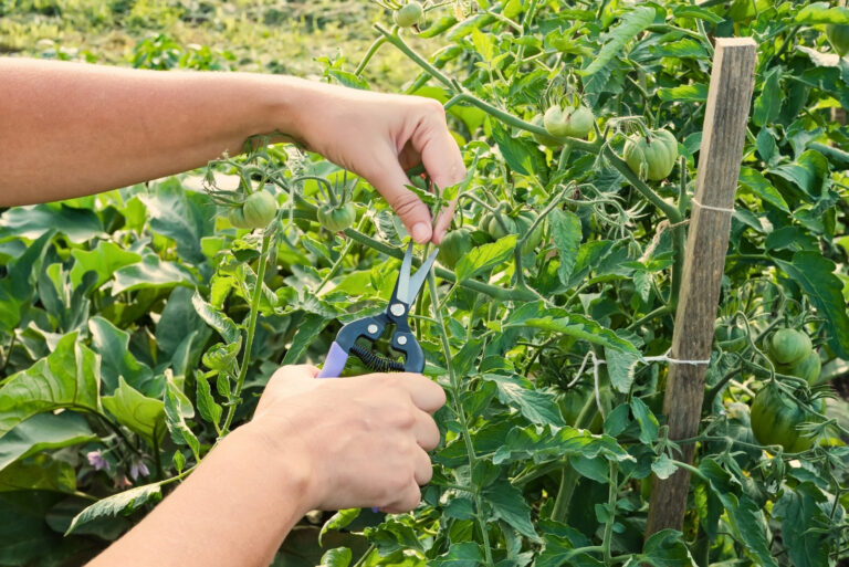 tomatoes (featured image)