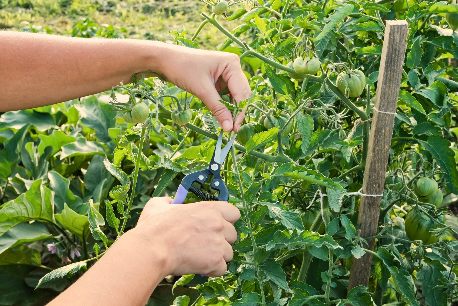 How To Prune Tomatoes In Late Summer In Ohio