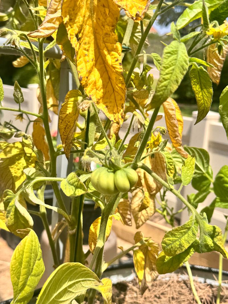 Remove Yellowing Leaves