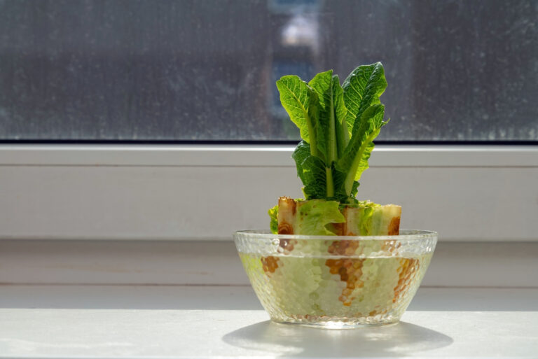 Regrowing chinese cabbage (featured image)