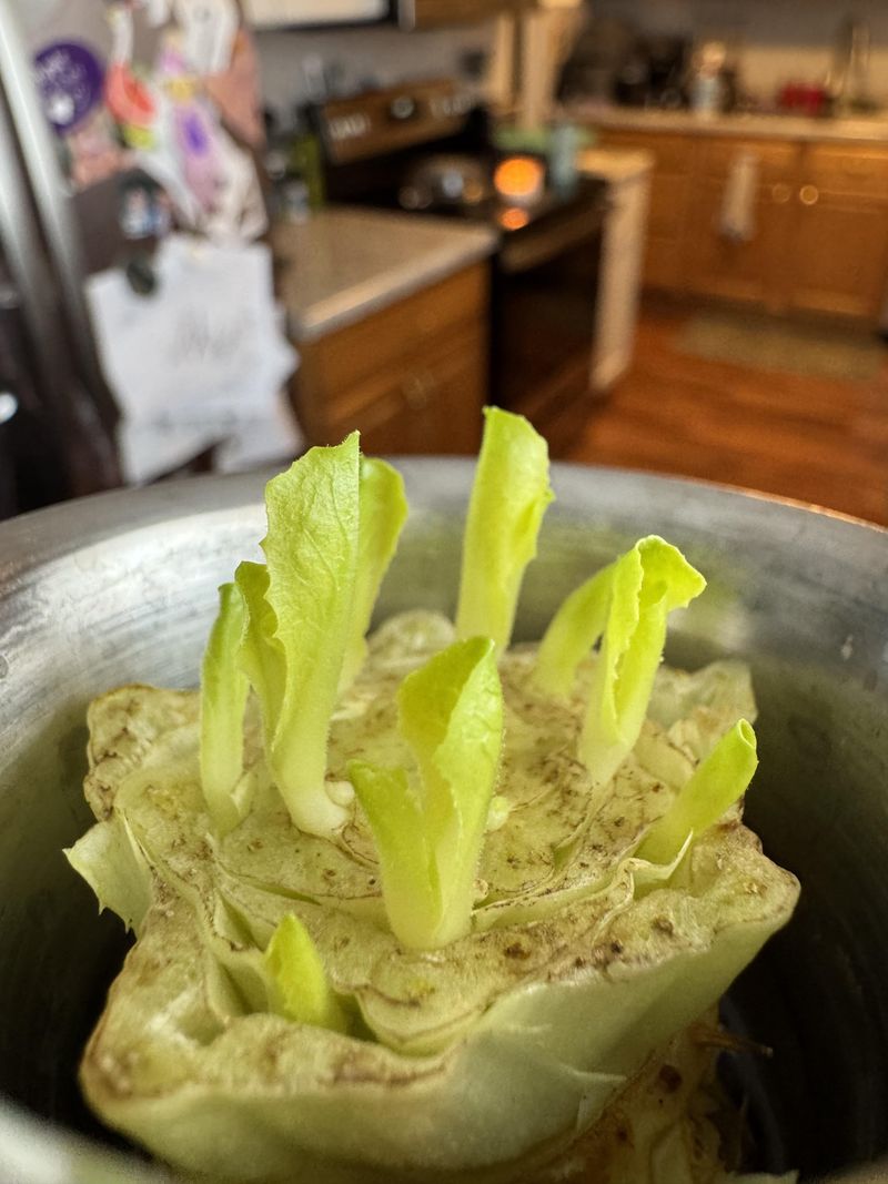 Choose The Right Lettuce Variety