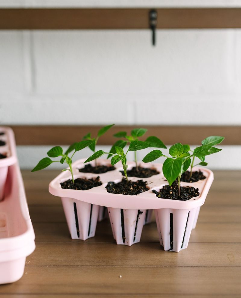 Start Your Own Seeds Indoors