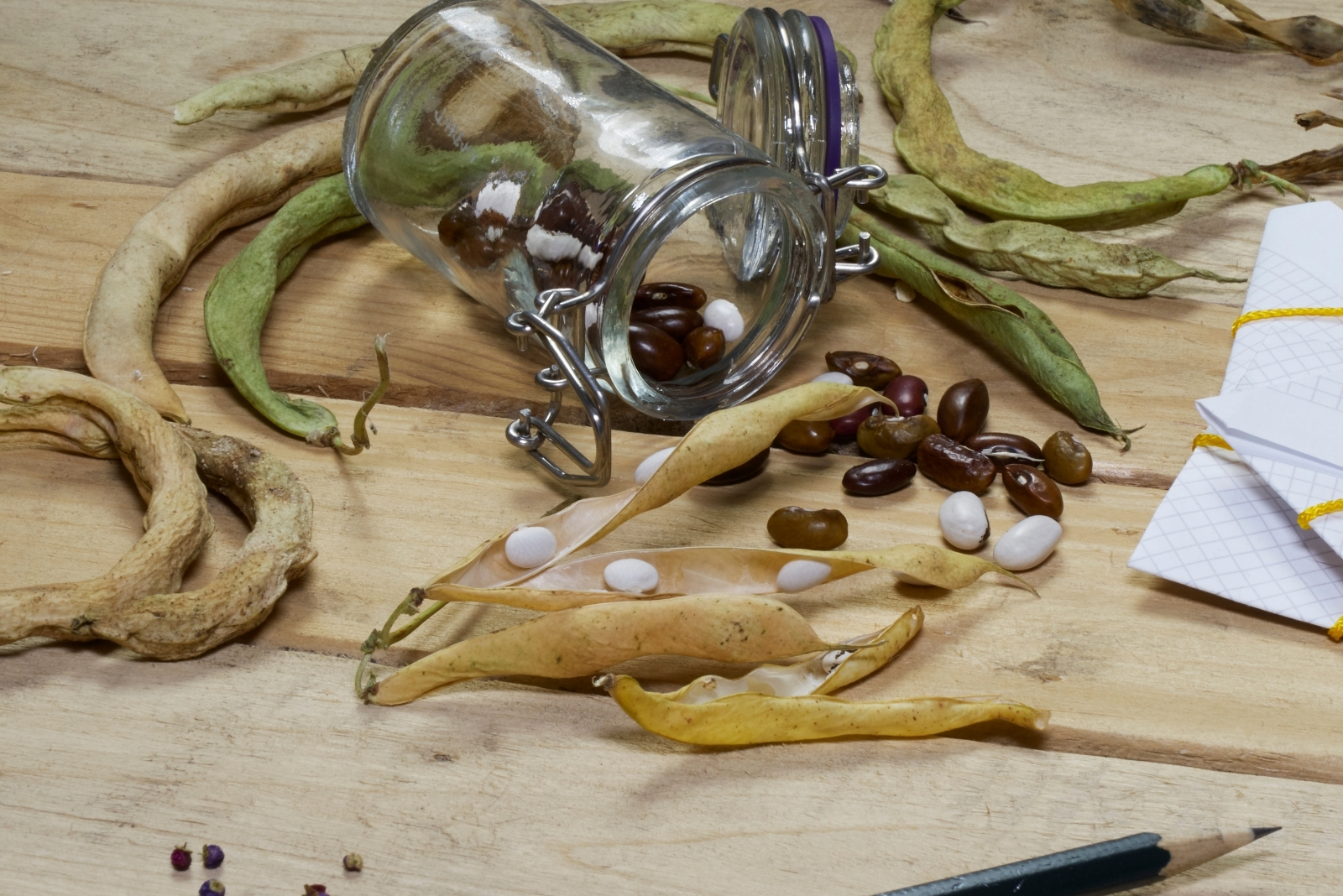 Harvesting and saving heritage and heirloom vegetable, fruit, flower seeds in fall or ready for planting in spring (featured image)