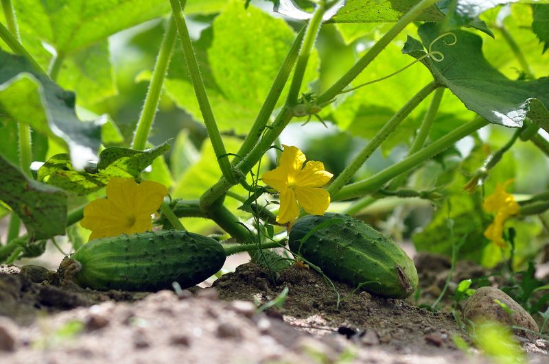 Choose Healthy Plants