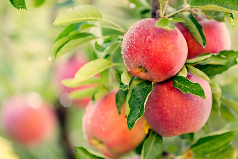 Apple tree (featured image)