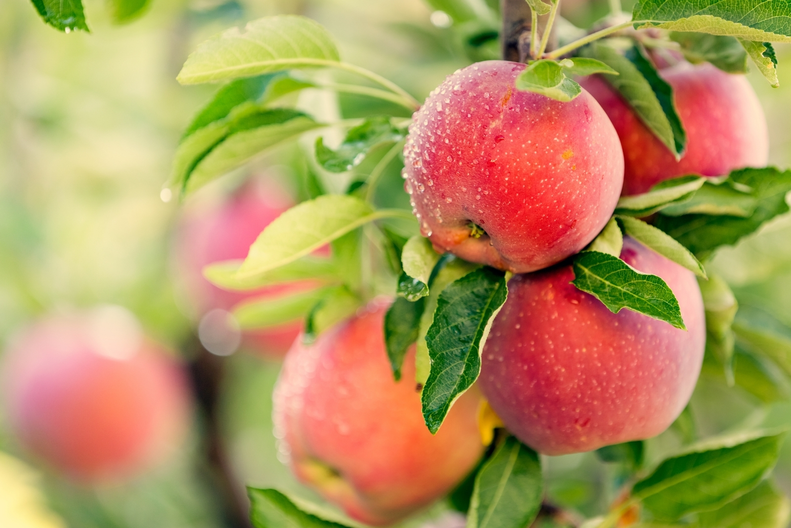 How To Save When Buying Fruit Trees And Berry Bushes In Michigan