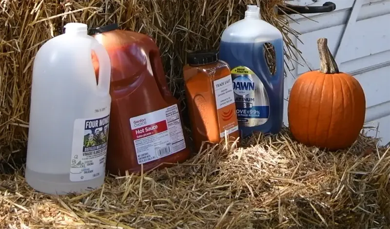 Spray Pumpkins With Homemade Pepper Solution
