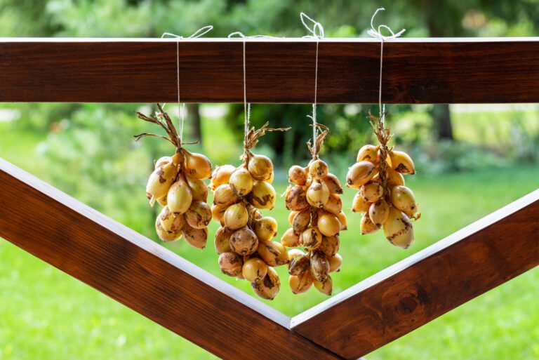 Freshly harvested onion bulbs, hanging bunches of onion, outdoor (featured image)