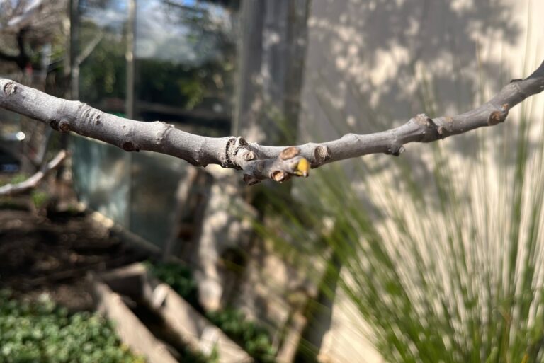 dormant tree branch