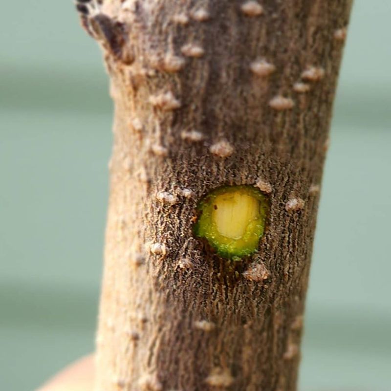The Scratch Test Reveals Green