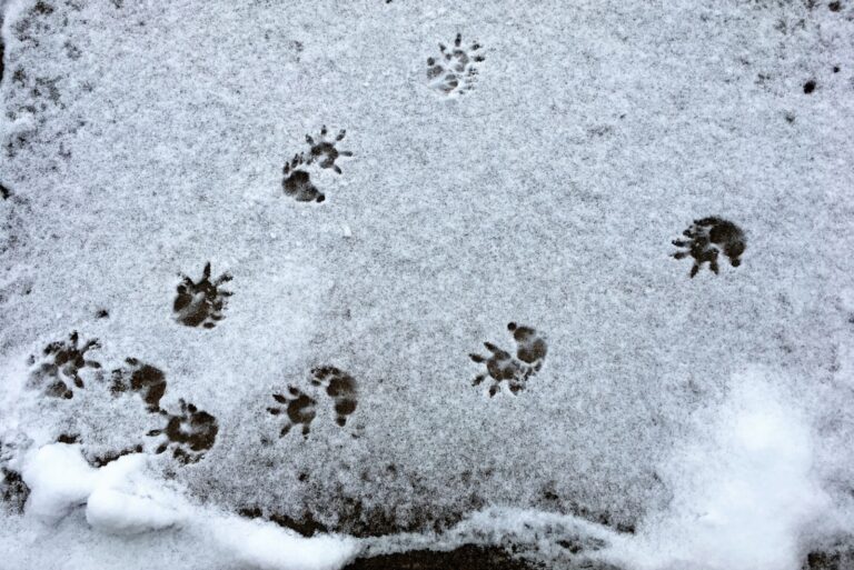 tracking in garden snow