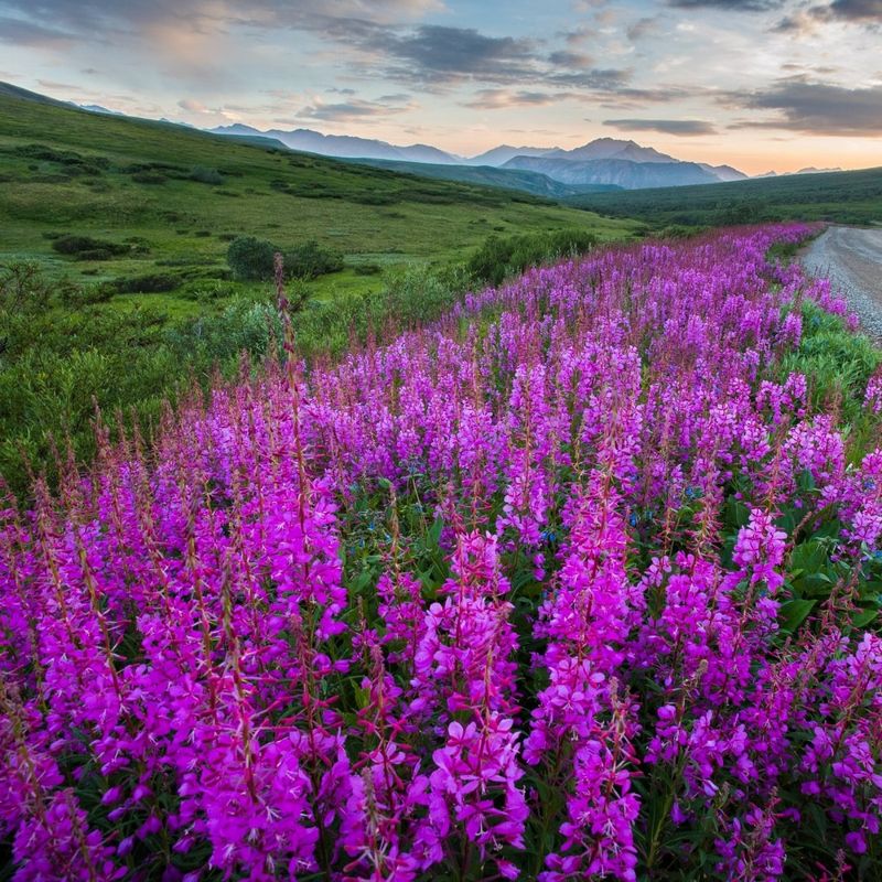 Choose Native Alaskan Plants
