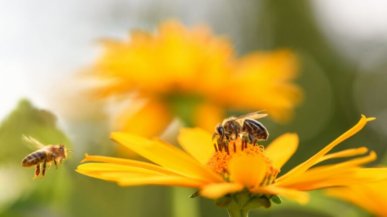 bees on orange flowers