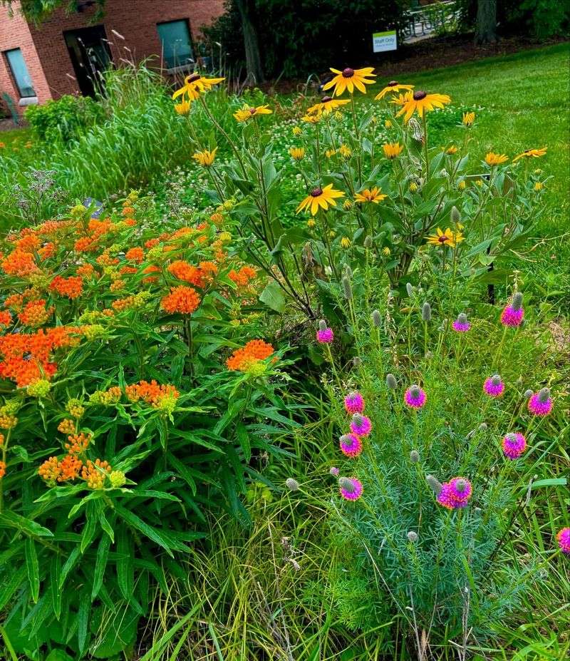 Plant Native Pennsylvania Wildflowers