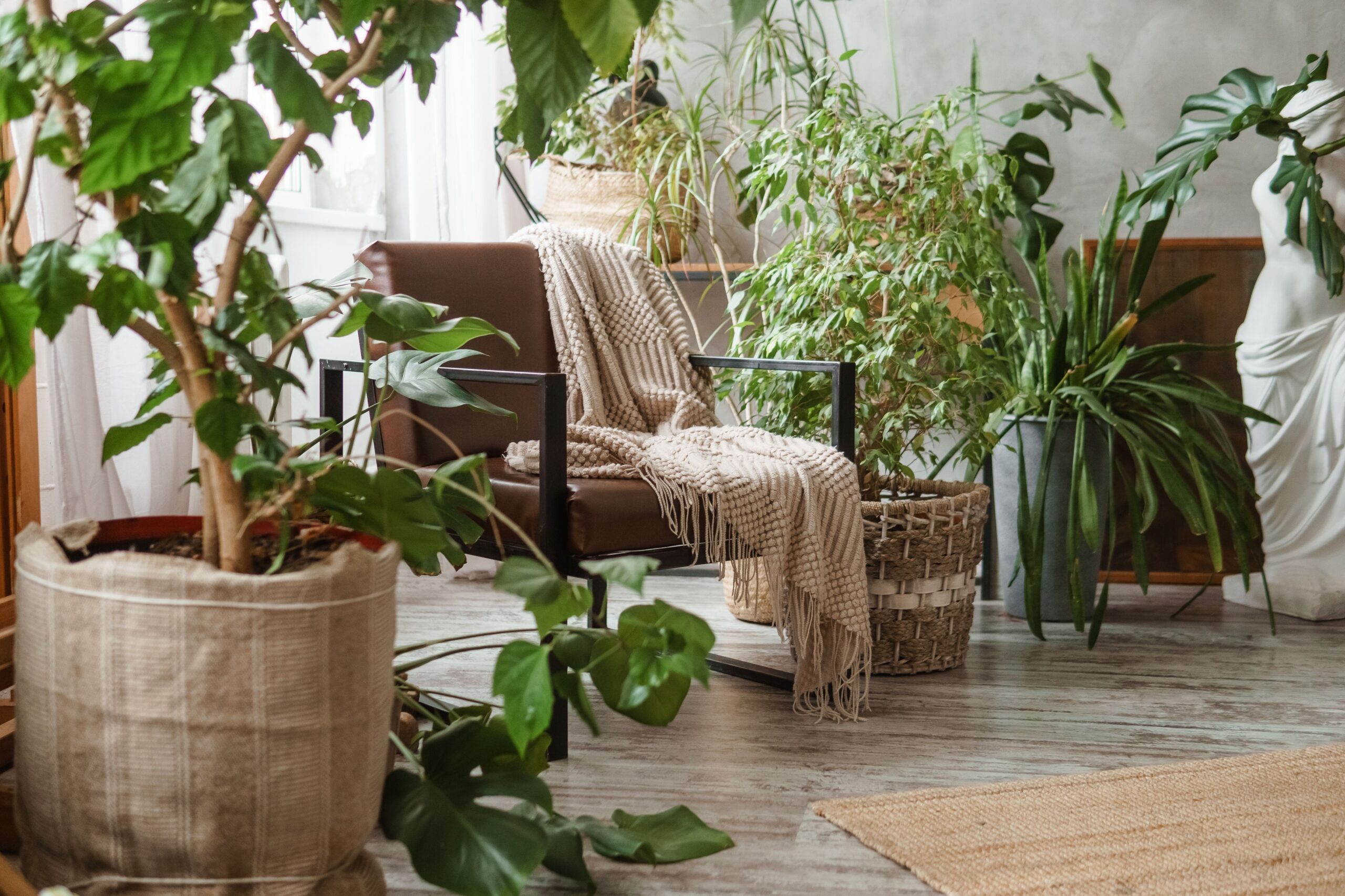 indoor plants