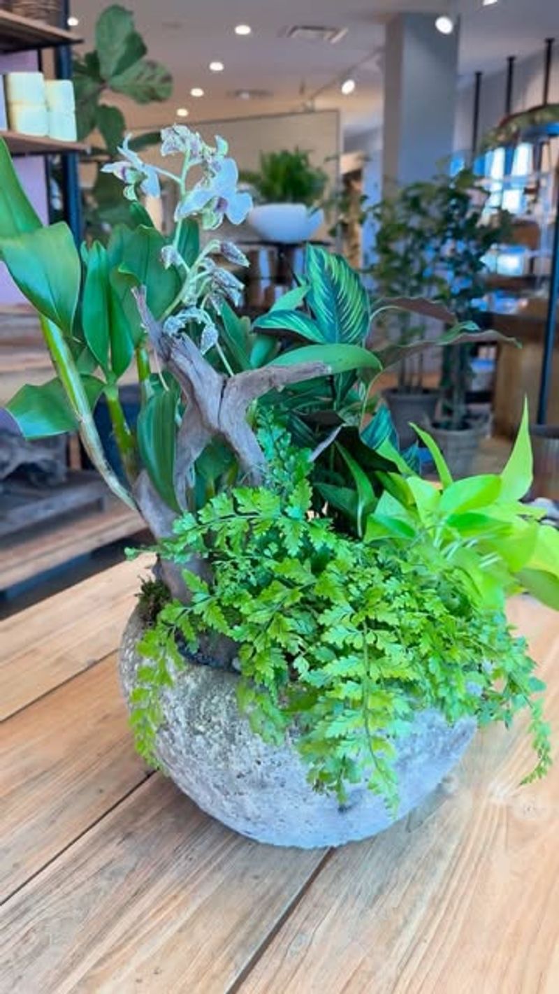 Choose California-Friendly Plant Varieties
