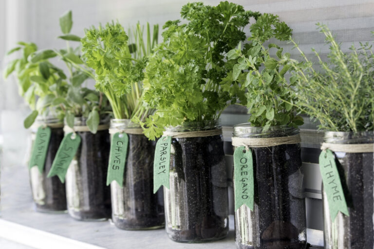different herbs (basil, sage, chives, parsley, oregano and thyme) growing in mason jars on a window (featured image)