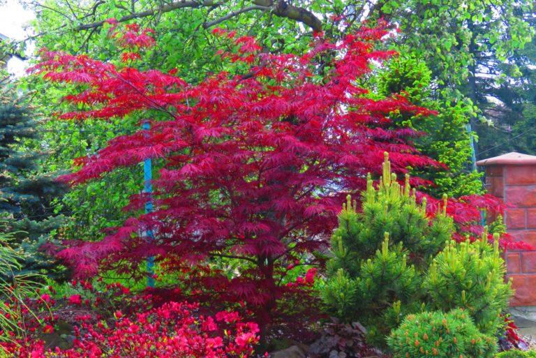 Japanese maple