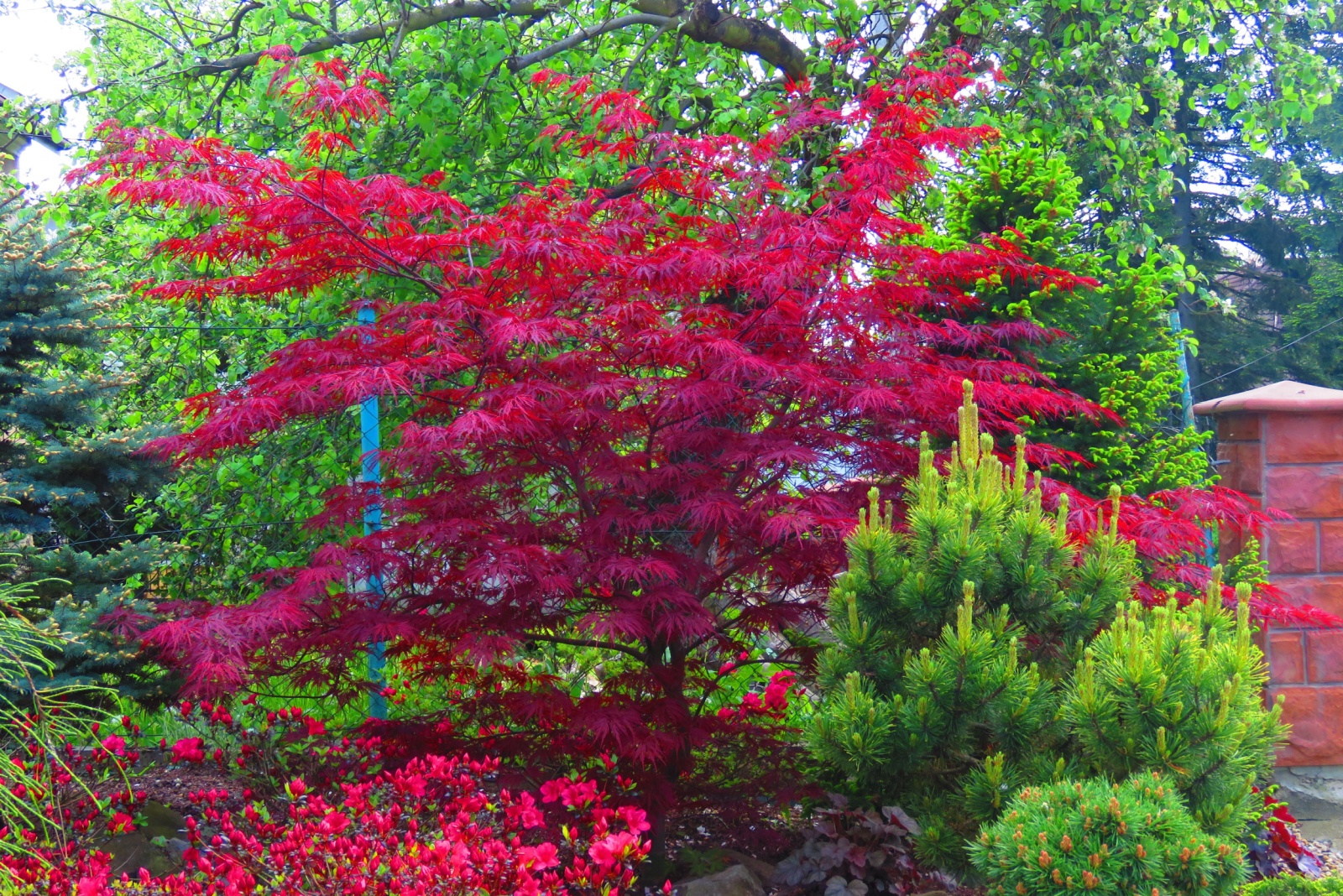 How To Use Japanese Maple In The Landscape In Washington
