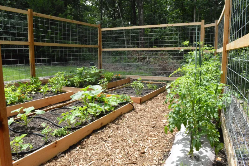 Maximizing Efficiency In Raised Bed Gardens