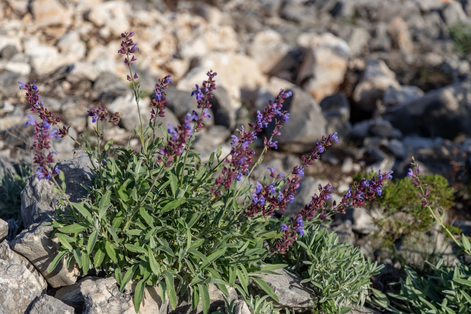 How Tucson Growers Could Use Desert Sage Living Fences To Help Bees And Edible Flowers