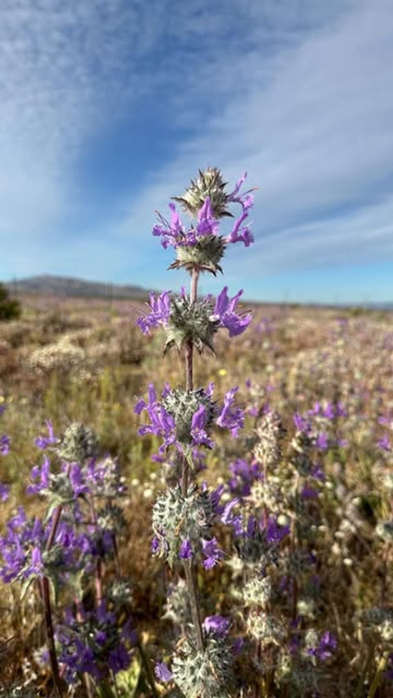 Pollinator Highway
