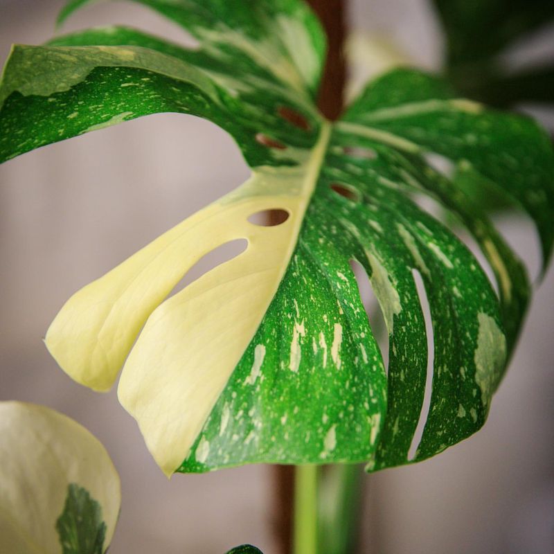 Monstera Thai Constellation