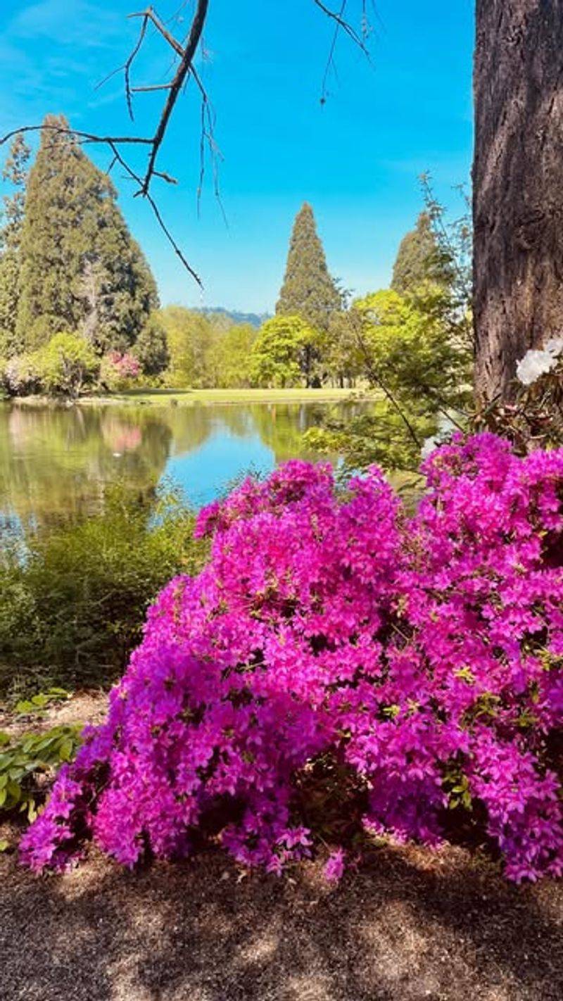 Crystal Springs Rhododendron Garden