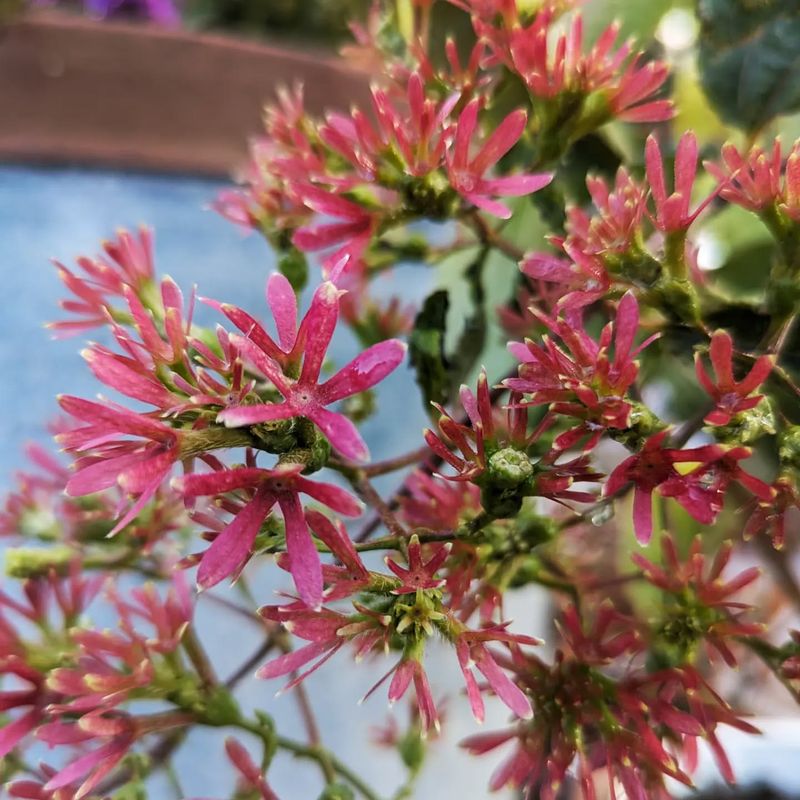 Prolonged Flowering