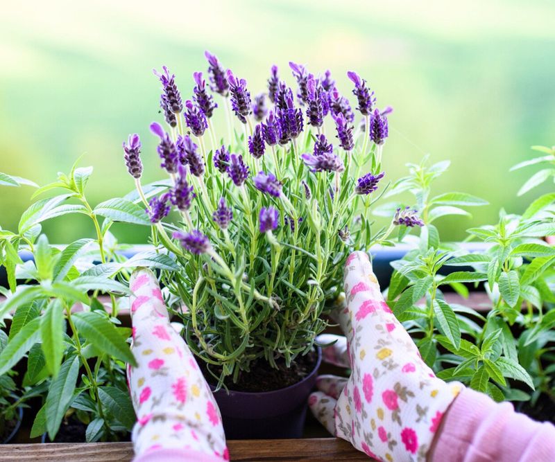 Lavender: Desert-Adapted Aromatherapy
