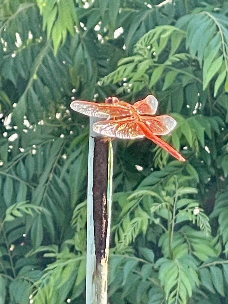Hunting Perches for Predators