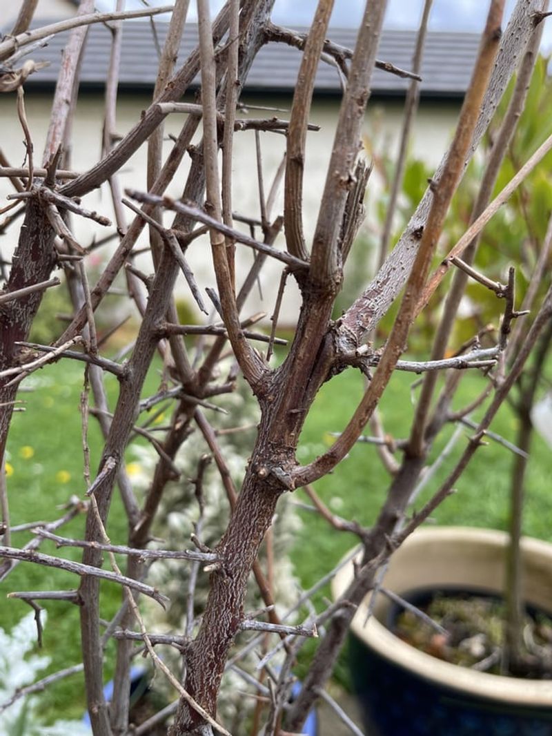 Microclimate Creation