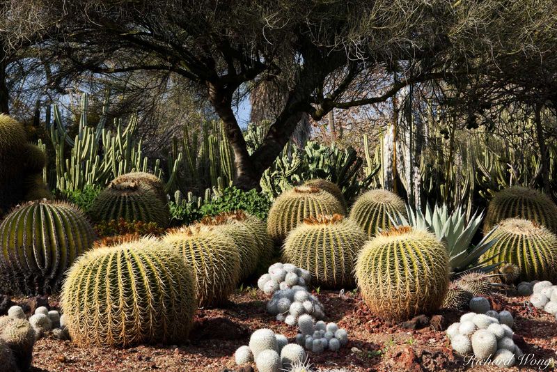 Sculptural Echoes In The Desert Garden