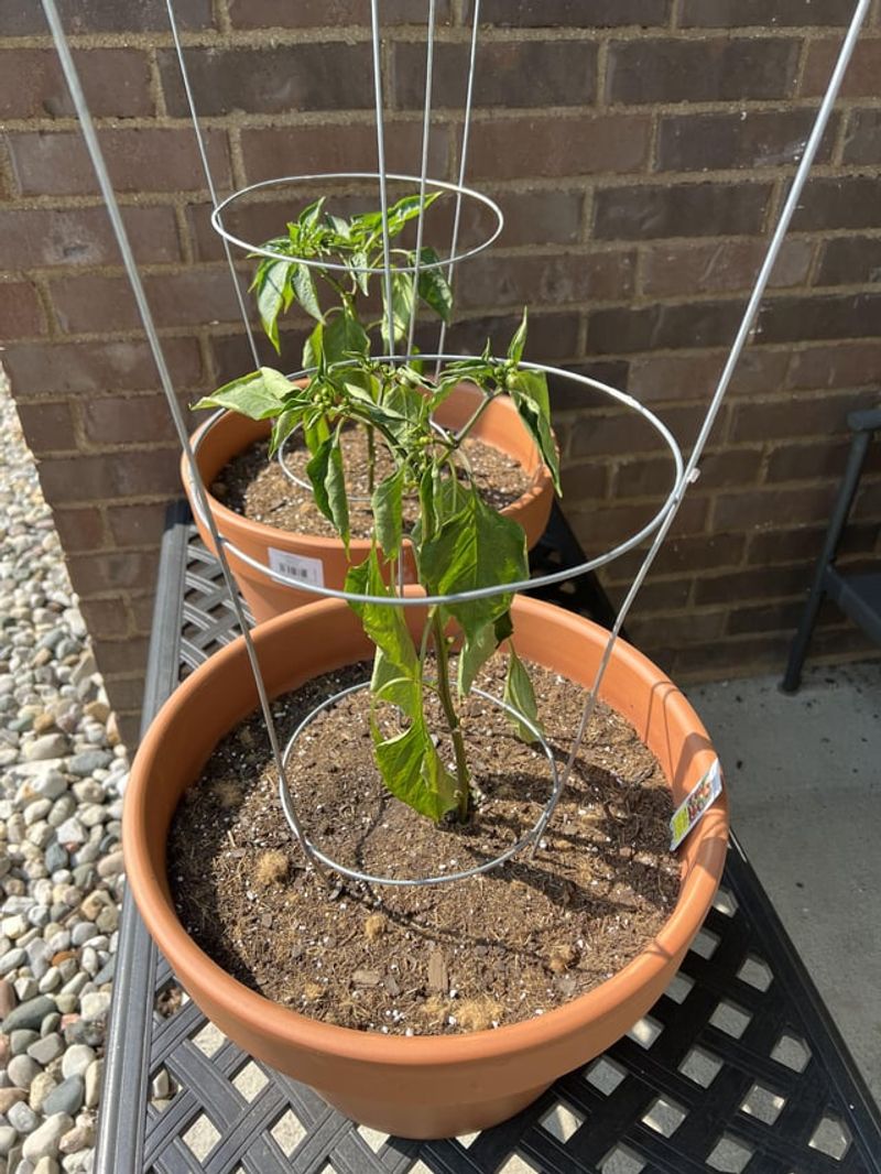 Clay-Heavy Soil Struggles