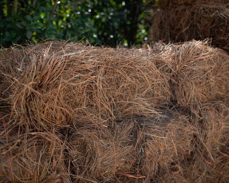 Pine Needle Mulch Secret