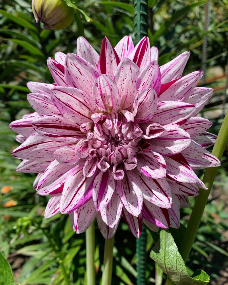 Blackberry Ripple