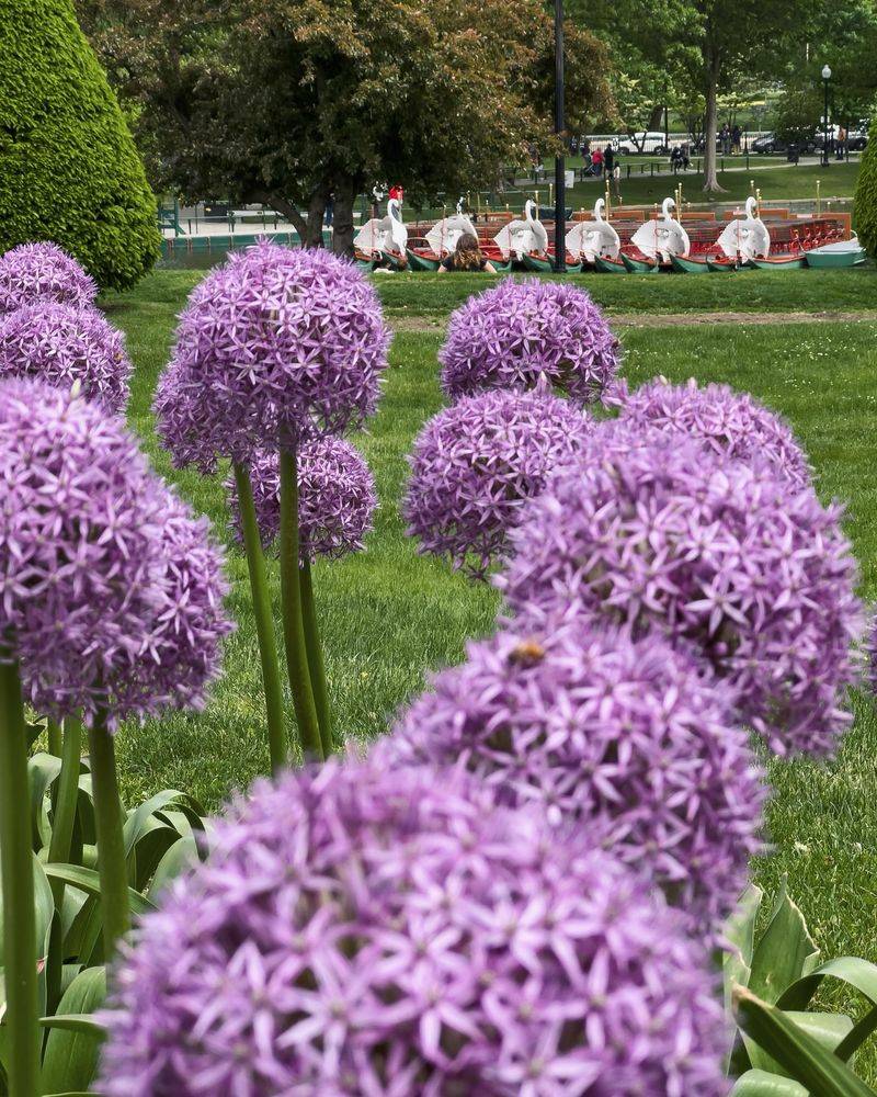 Alliums: Architectural Wonders On Stems