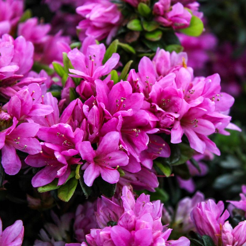 Azalea